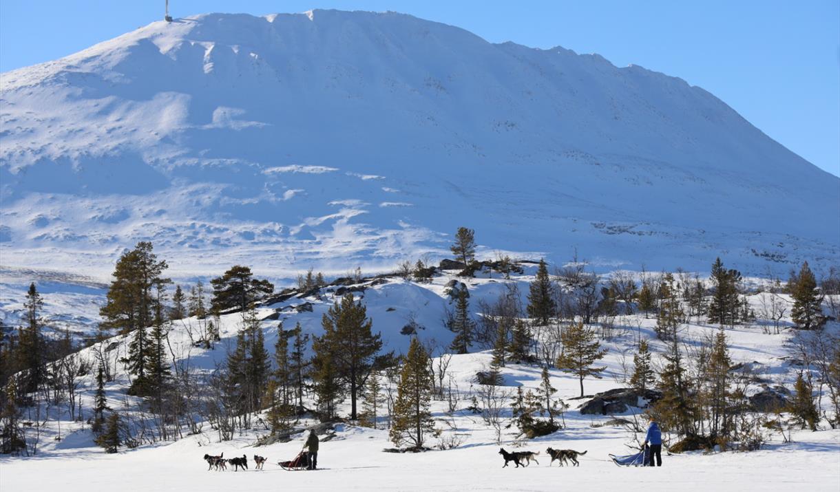 Dog Sledding at Gausta