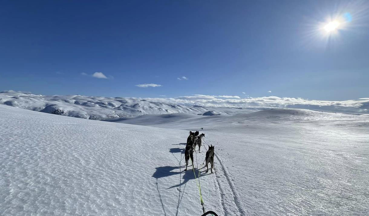 Dog sledding with Petter Killi