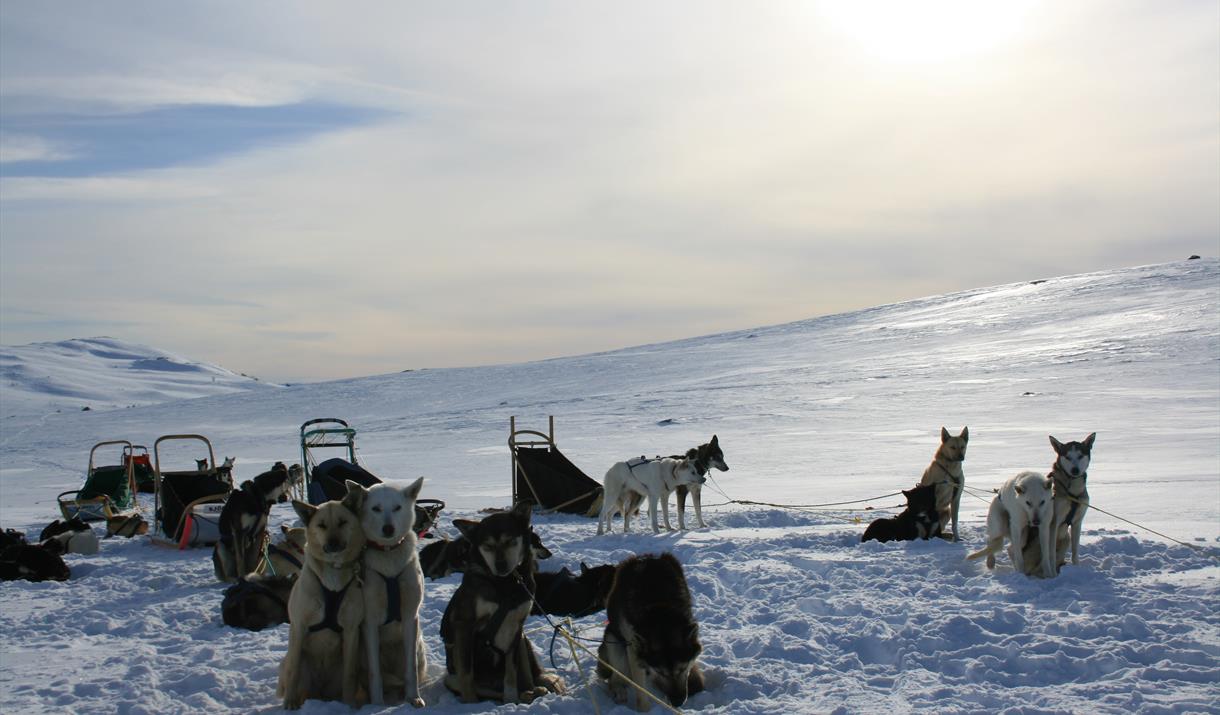Dog sleddging with Haukeli husky in beautiful nature.