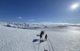 Dog sledding with Petter Killi