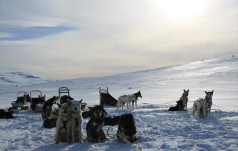 Dog sleddging with Haukeli husky in beautiful nature.