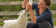 Many animals you can cuddle with and feed at Håvardsrud Mountain Farm.