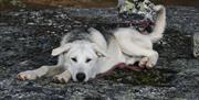 Dogs ready for tours at Haukeli husky