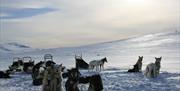 Dog sleddging with Haukeli husky in beautiful nature.