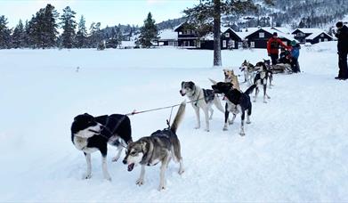 Dog Sledding at Gausta