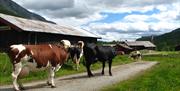 Cows at Selstali Seter
