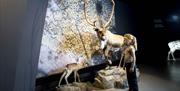 reindeer exhibition at Hardangervidda National Park Center
