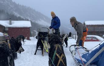 Dog sledding with Petter Killi